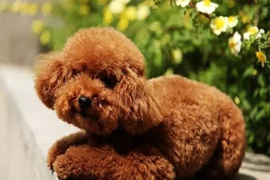 狗狗智商排行榜1-100名