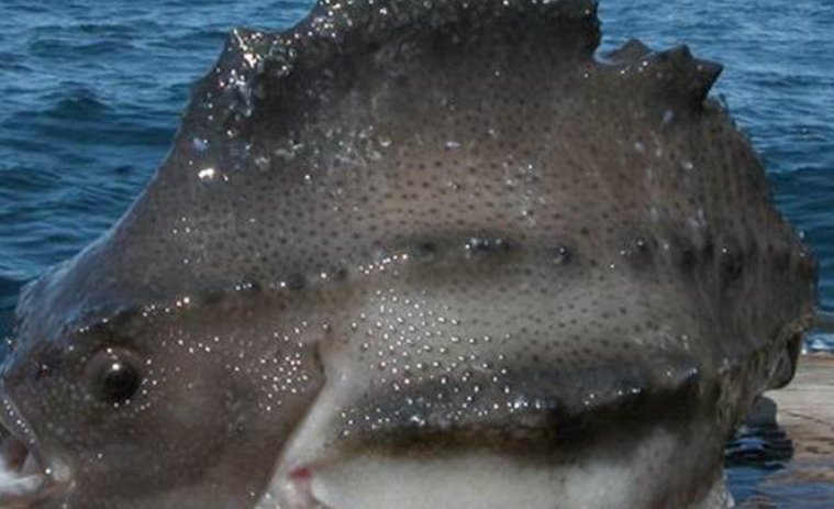 刚买了海参斑，听说石斑鱼有毒，海参斑有毒吗