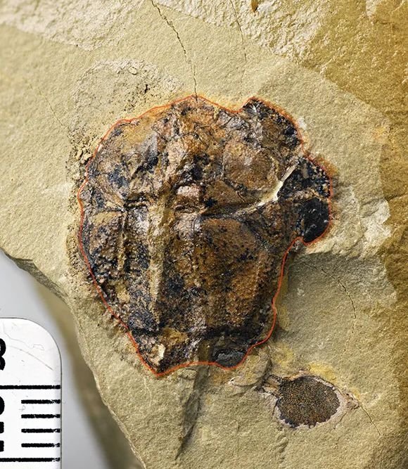 重庆现4.23亿年前袖珍边城鱼,它的生活习性是怎样的?