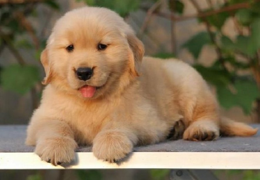 狗狗智商排行榜1-100名