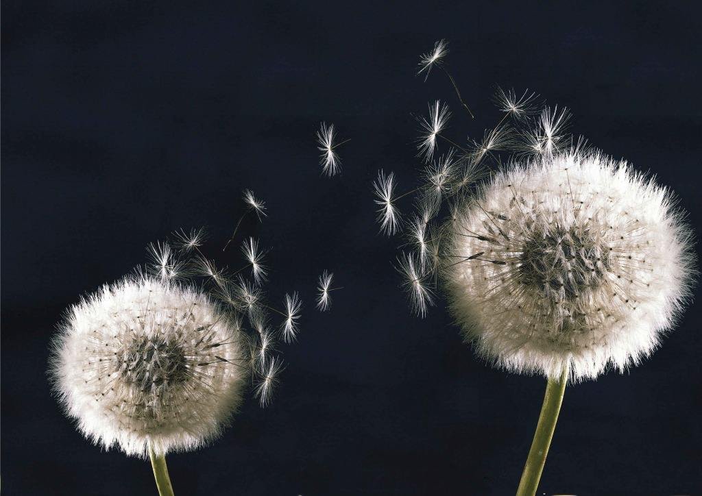 “蒲公英”都有哪些品种?