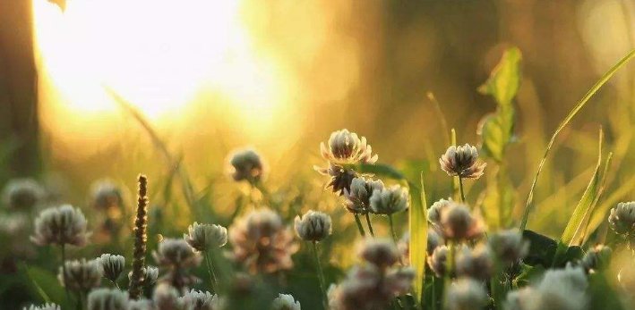 纪伯伦的花之歌概括主要内容