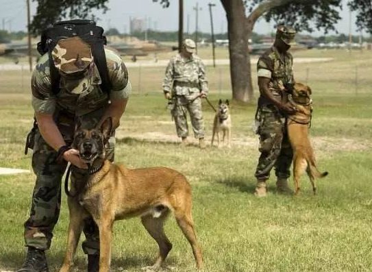 中国刑警学院竞售54只淘汰受训犬，这些受训犬是为何被淘汰的？