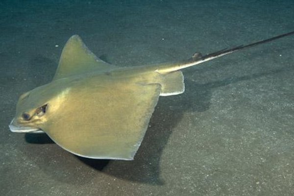 专吃鱼的舌头,吃完就住鱼嘴里的,究竟是什么虫?