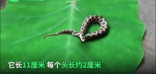 双头罗素蝰蛇一般在哪里生存,遍布在哪些国家?