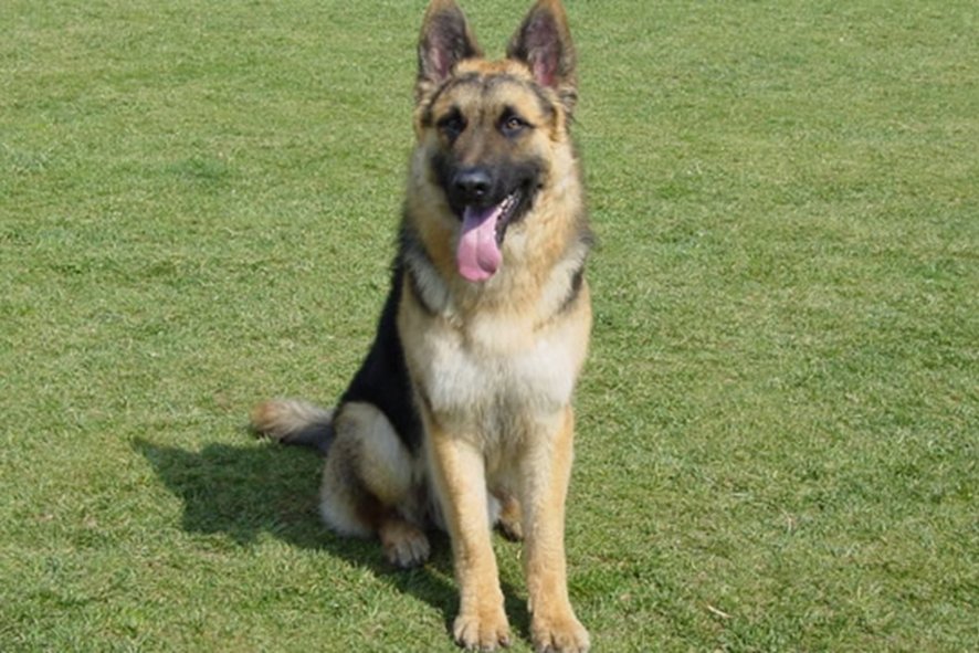 狗狗智商排行榜1-100名