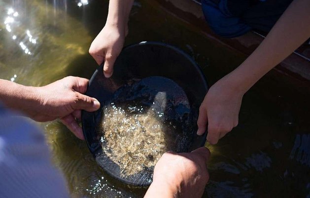 美国加州北部掀起淘金热?