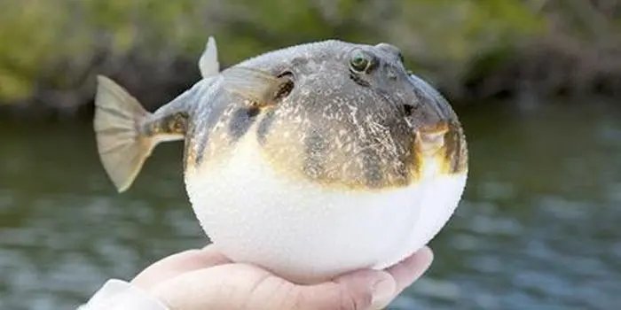 顾客海底捞吃河豚中毒，事情的经过是怎样的？