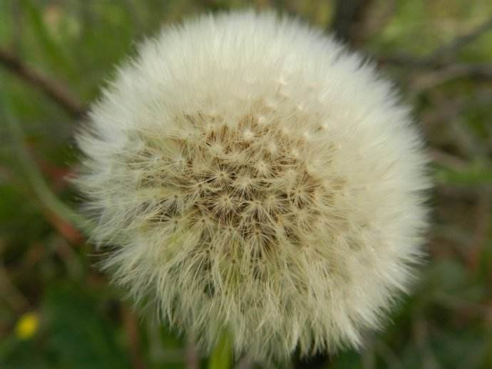 “蒲公英”都有哪些品种?