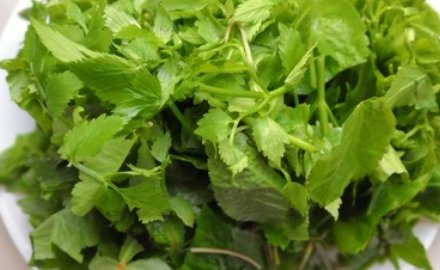 鸭脚板野菜的功效和作用是什么？