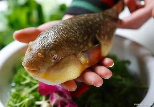 顾客海底捞吃河豚中毒，事情的经过是怎样的？