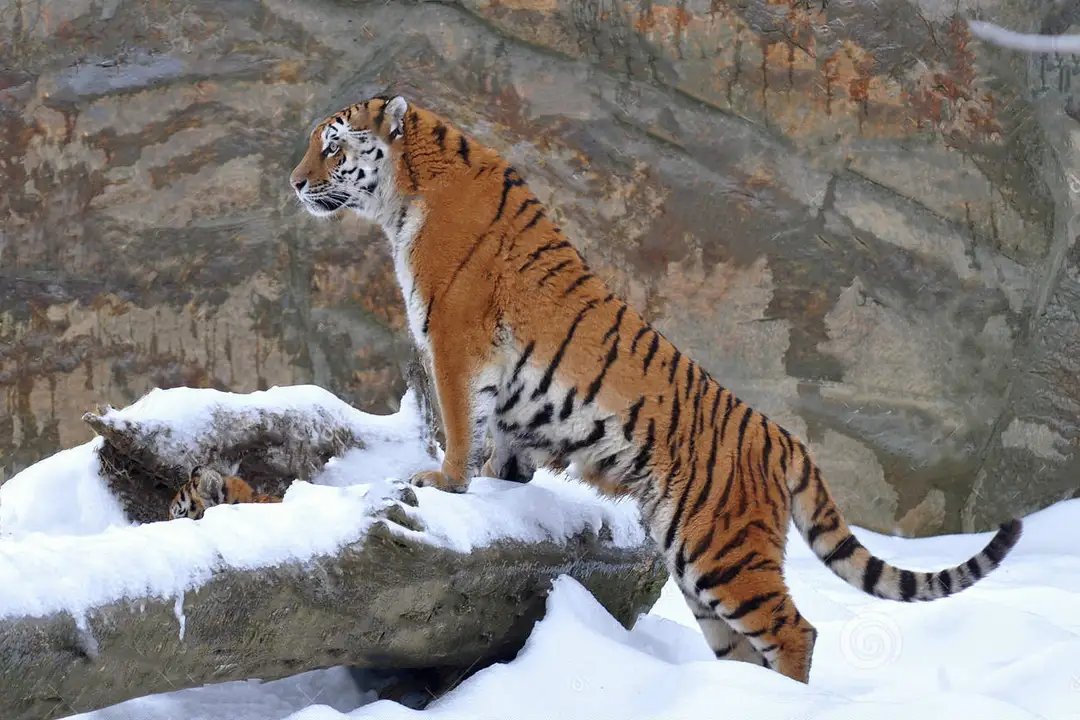 黑龙江居民做核酸路上发现大脚印,这个脚印到底是怎么来的?