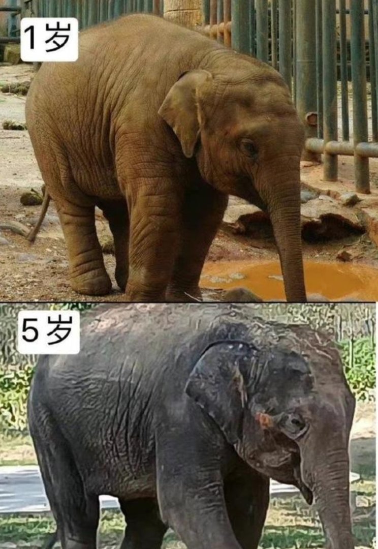 陈乔恩为拯救小象莫莉发声，她说了些什么？