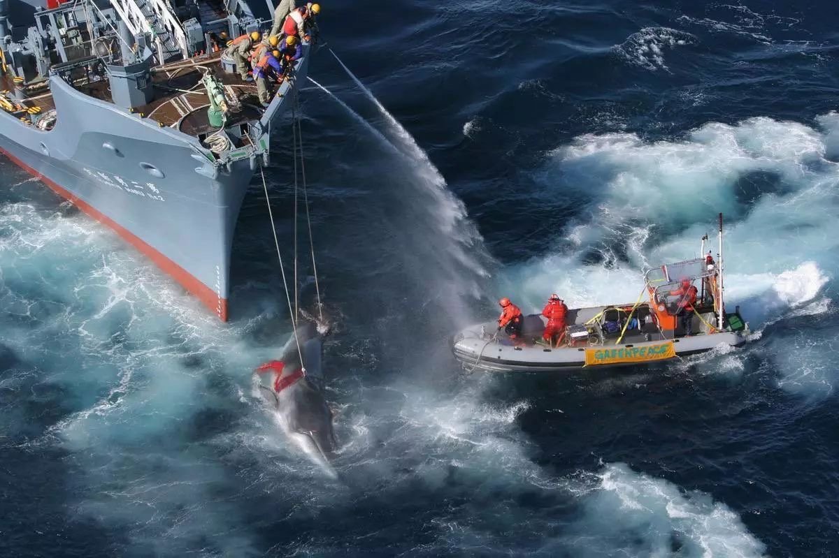 日本捕捕获1430吨鲸肉，捕杀鲸鱼对海洋生态系统有什么影响？