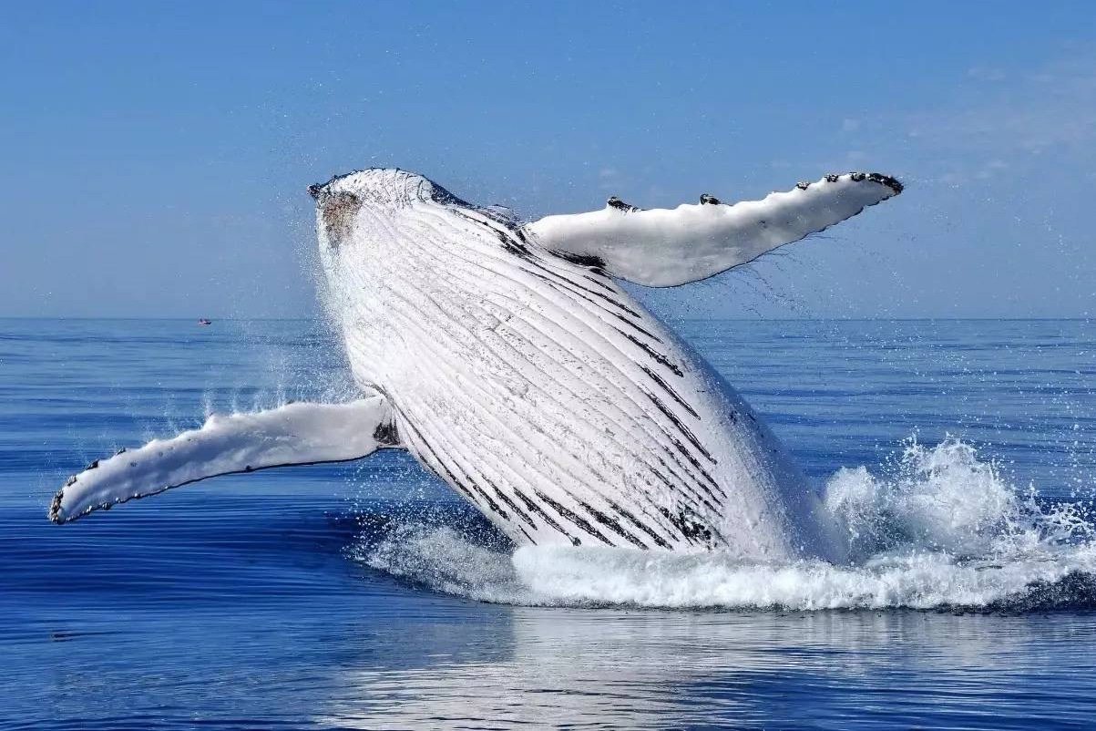 日本捕捕获1430吨鲸肉，捕杀鲸鱼对海洋生态系统有什么影响？
