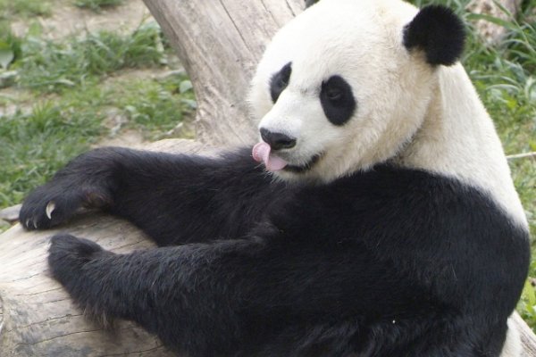 大熊猫是猫吗？