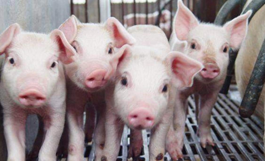 新型猪流感病毒,该病毒症状是怎样?