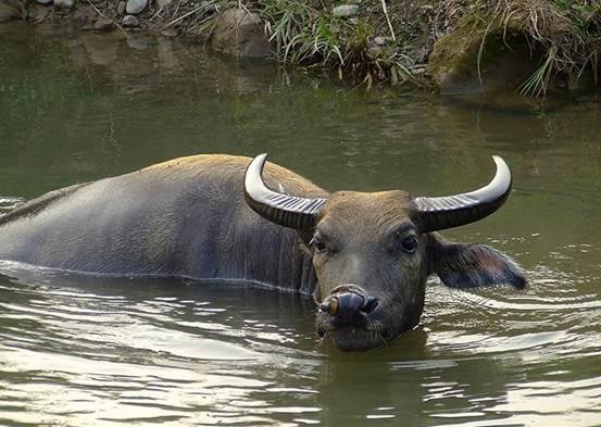 水牛养殖非常的复杂，养殖水牛要注意哪些？