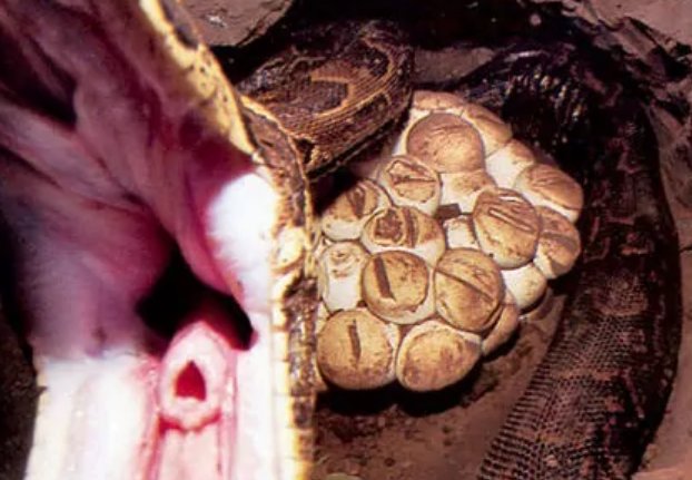 工地挖出大蛇叫什么电影?