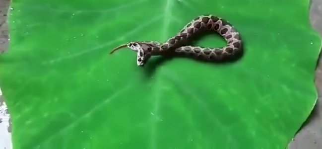 双头罗素蝰蛇一般在哪里生存,遍布在哪些国家?