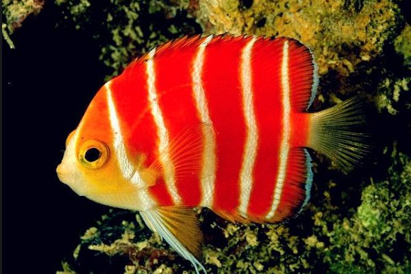 专吃鱼的舌头,吃完就住鱼嘴里的,究竟是什么虫?