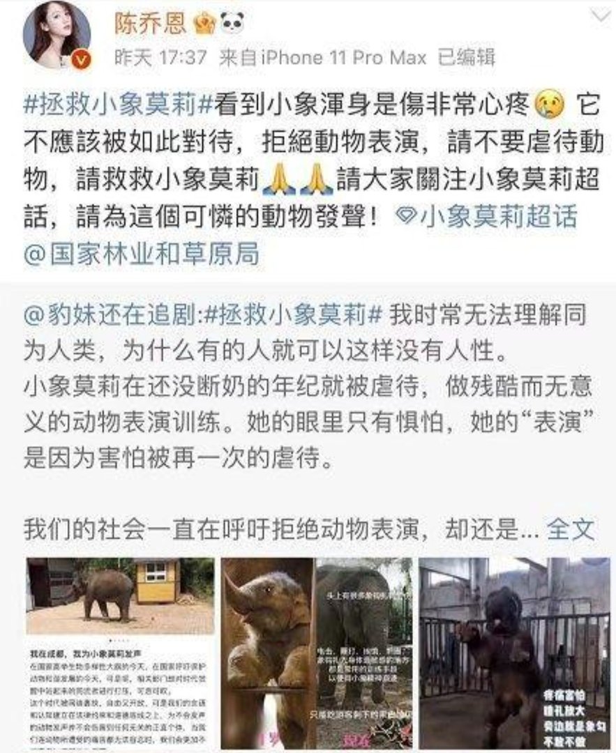 陈乔恩为拯救小象莫莉发声，她说了些什么？