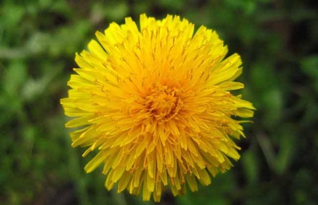 “蒲公英”都有哪些品种?