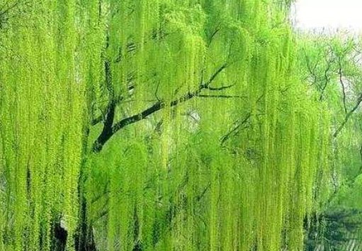 关于大自然的 诗歌