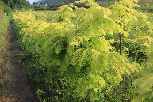 金叶水杉在四川能够很好的种植生长吗？