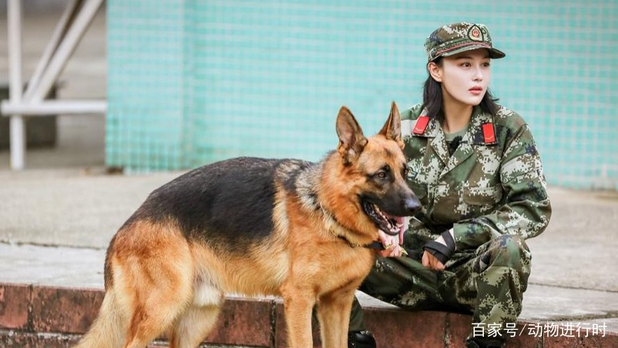 警界现用的警犬有哪些狗狗？