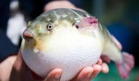 顾客海底捞吃河豚中毒，事情的经过是怎样的？