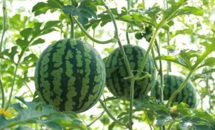 坐月子期间，有些水果是“禁忌”，哪些水果要少碰？