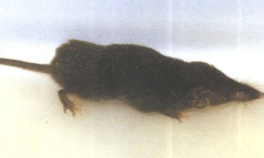 我国安徽黄山新发现了两种哺乳动物，分别是什么？