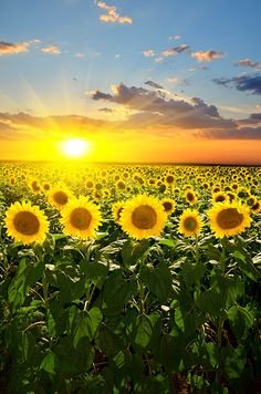 如何种植向日葵？