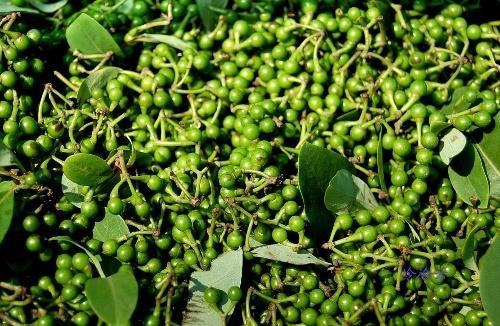 山苍子的作用与功效是什么？