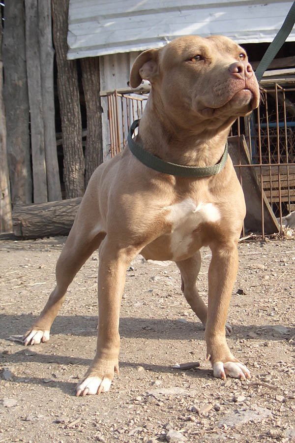 美国比特犬的详细介绍