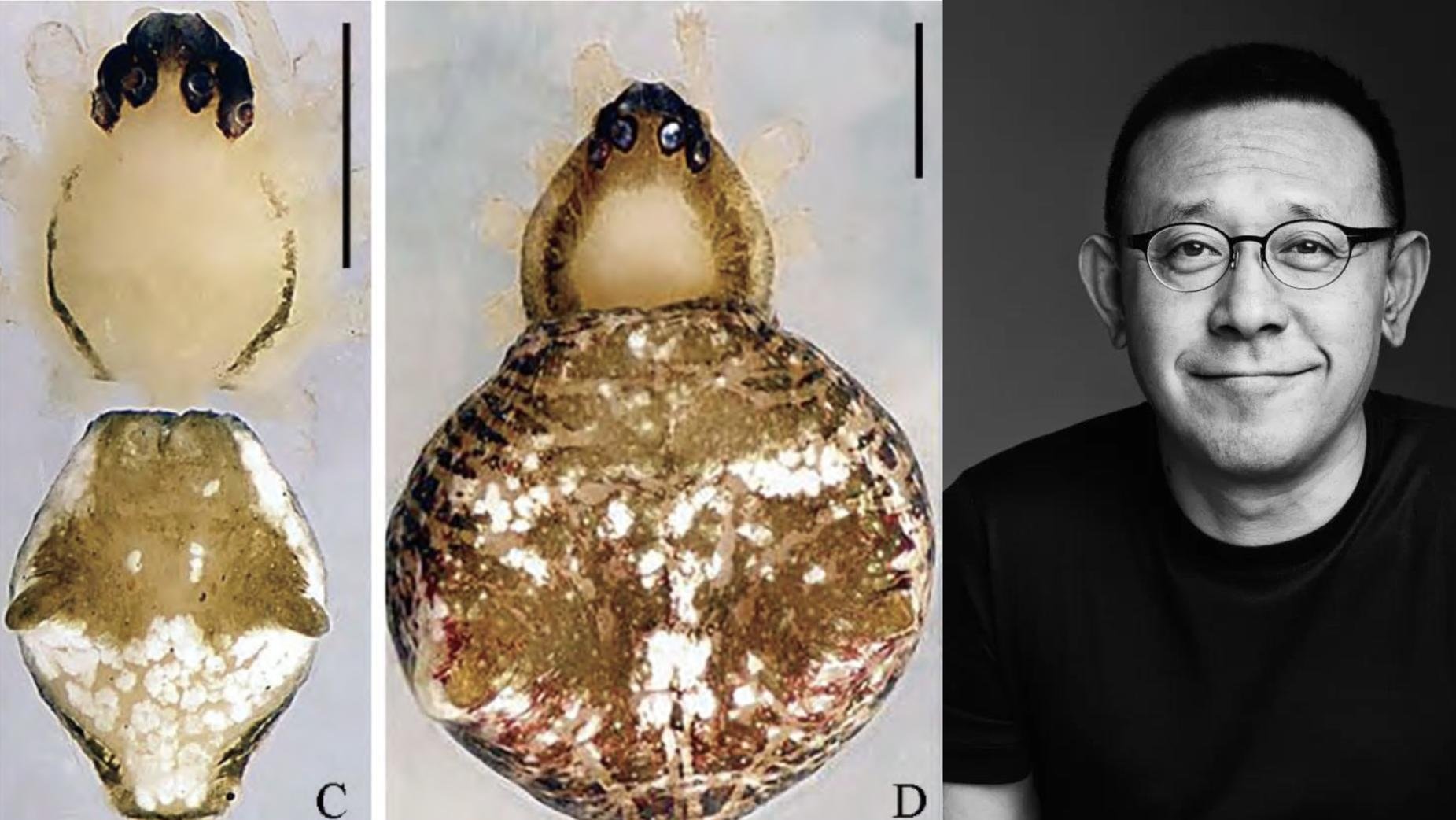 西双版纳新发现蜘蛛新种命名“姜文”,这是种什么样的蜘蛛?