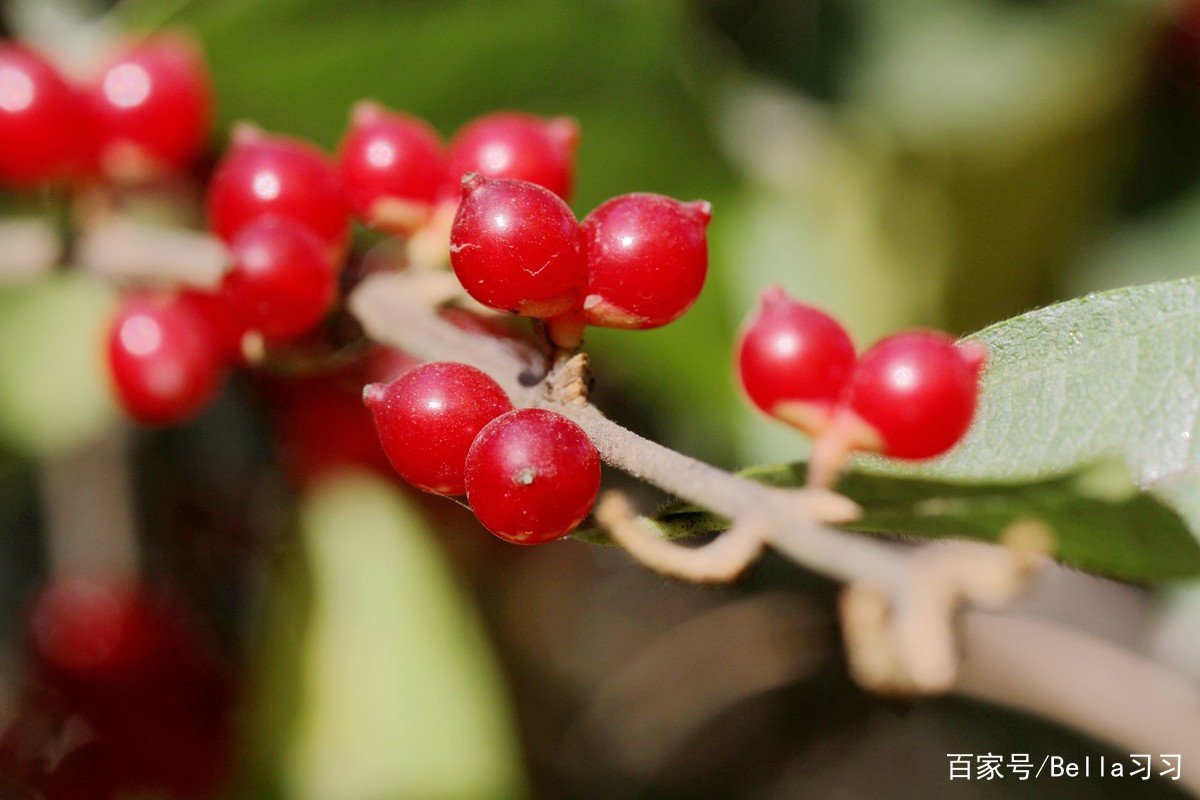 金银木的养殖方法和注意事项都有哪些?