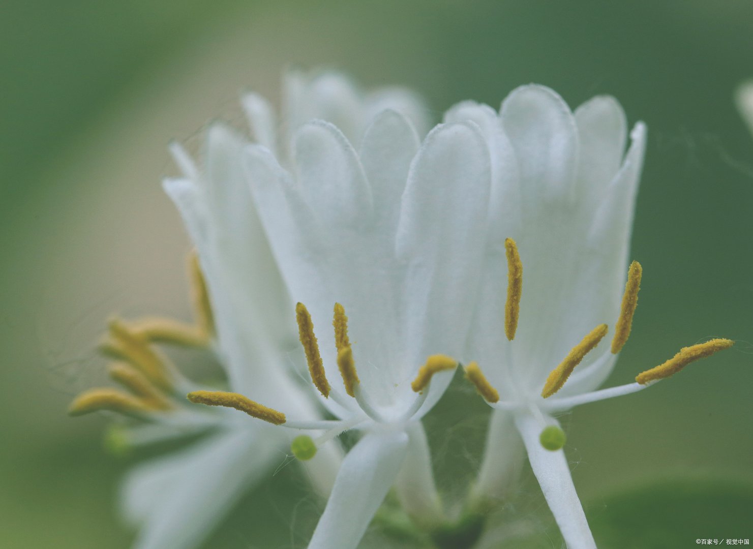 金银木的养殖方法和注意事项都有哪些?