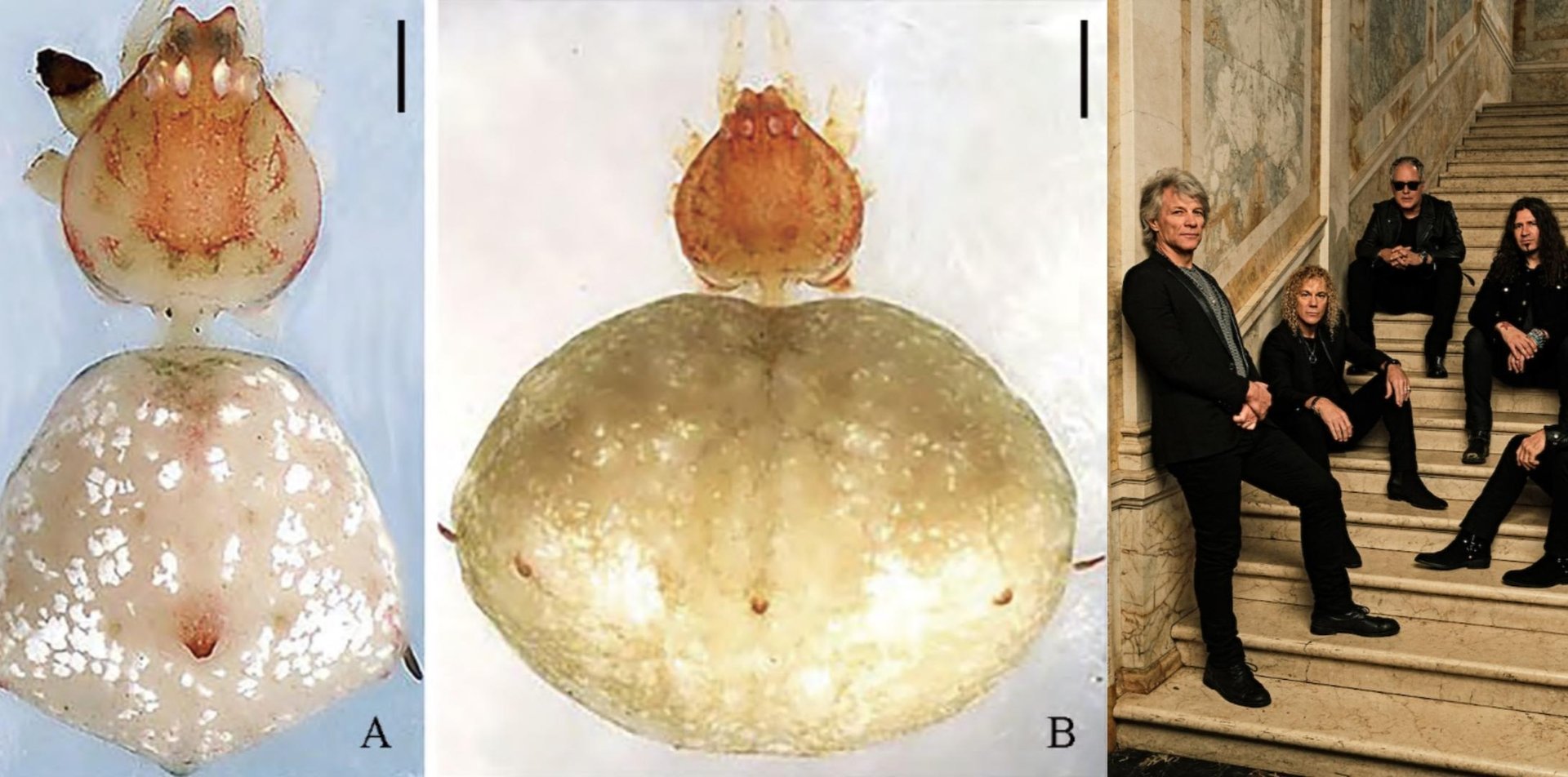 西双版纳新发现蜘蛛新种命名“姜文”,这是种什么样的蜘蛛?