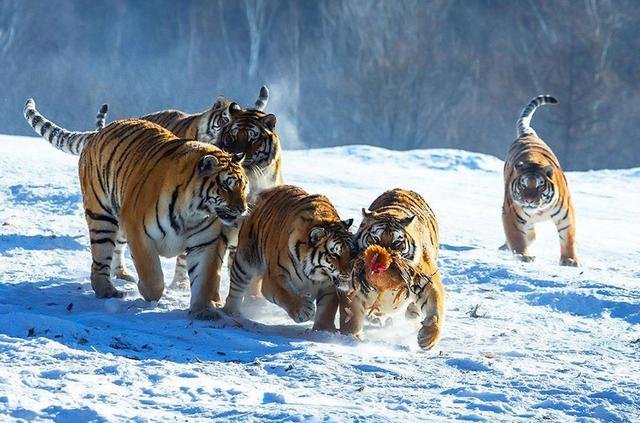 麻醉人员谈围捕东北虎细节，用麻药抓捕动物有什么优点？