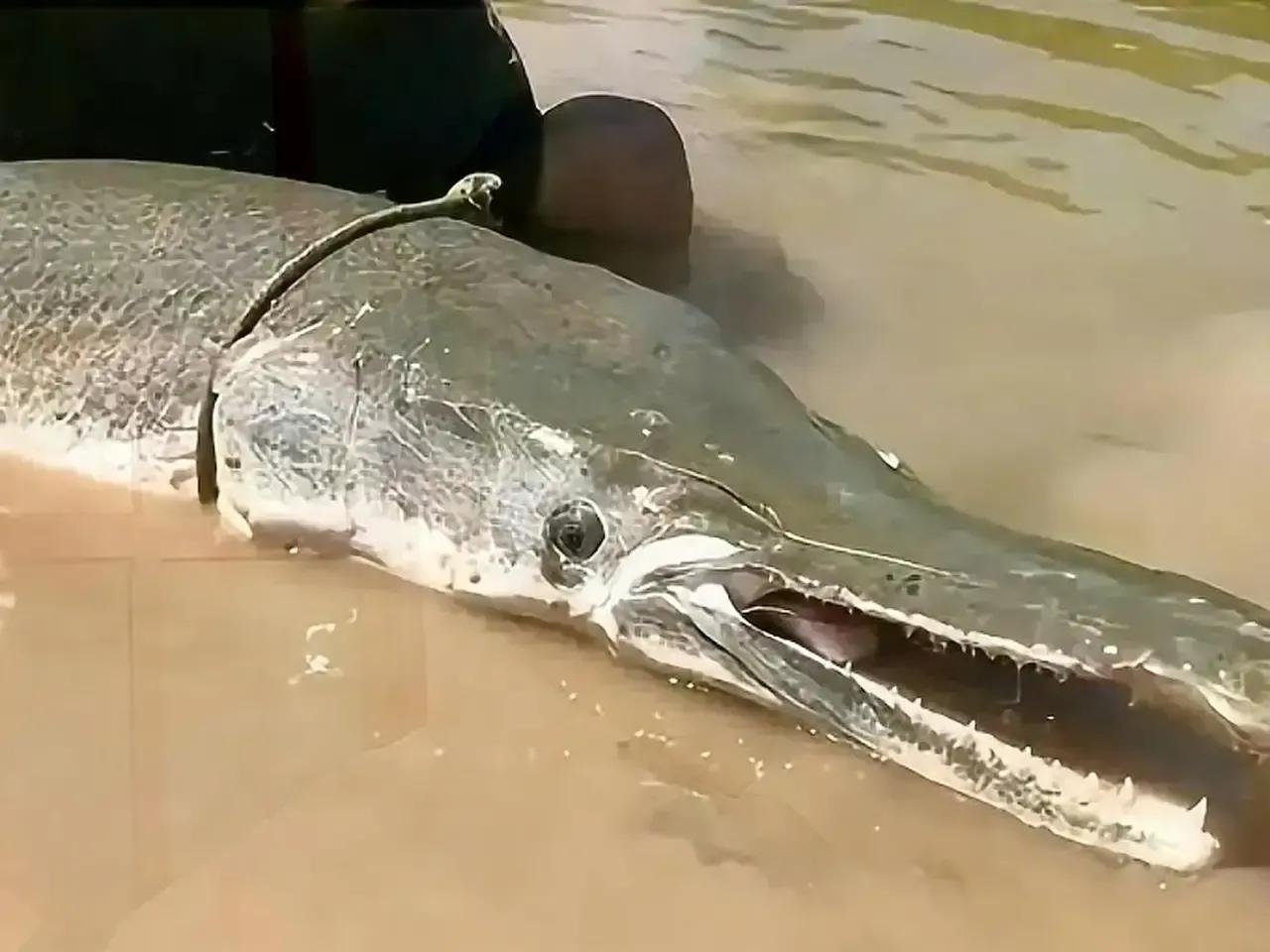 佛山一公园发现2条鳄雀鳝,湖里小鱼都被吃光!对生态有何危害?