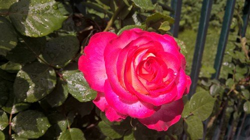 不只是移动办公利器 Lumia 640XL评测