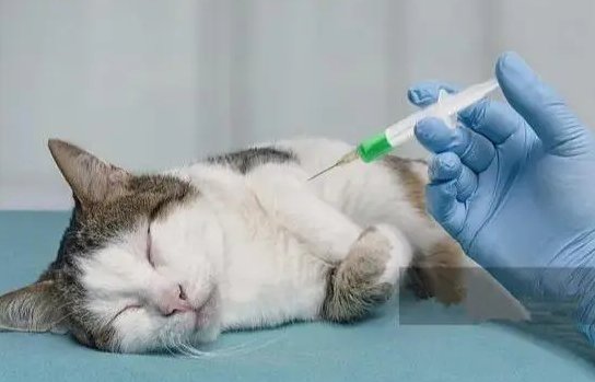 廊坊安次叫停扑杀新冠患者户内动物并道歉，其行为是否过于残忍了？