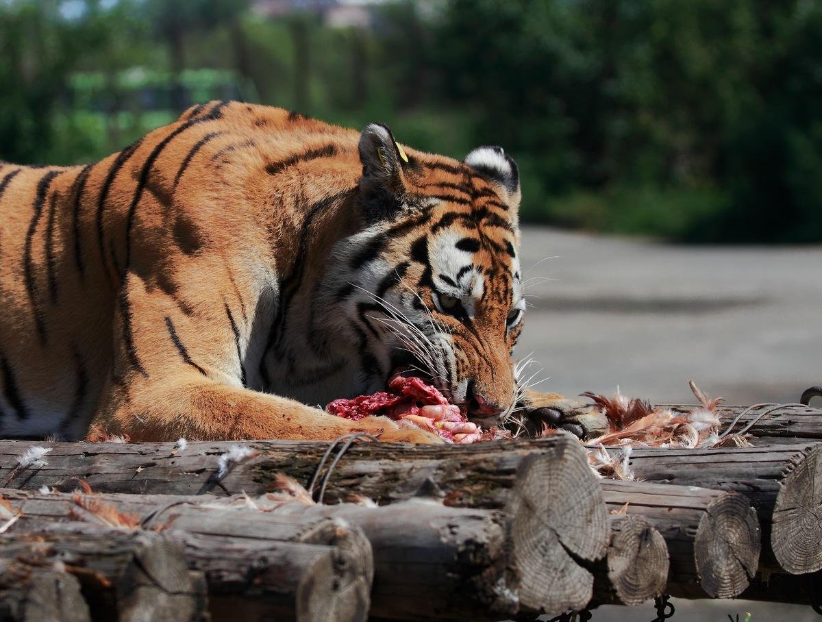 麻醉人员谈围捕东北虎细节,用麻药抓捕动物有什么优点?