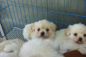 一男子借宿朋友家虐待宠物狗，虐狗行为是否违法？