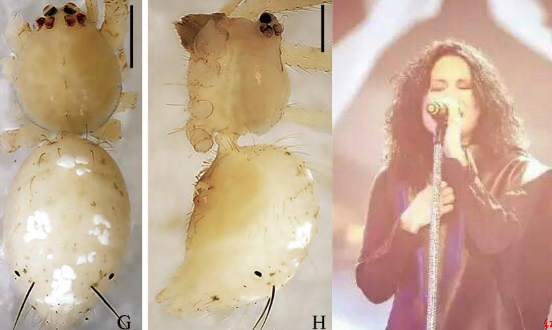 西双版纳新发现蜘蛛新种命名“姜文”,这是种什么样的蜘蛛?