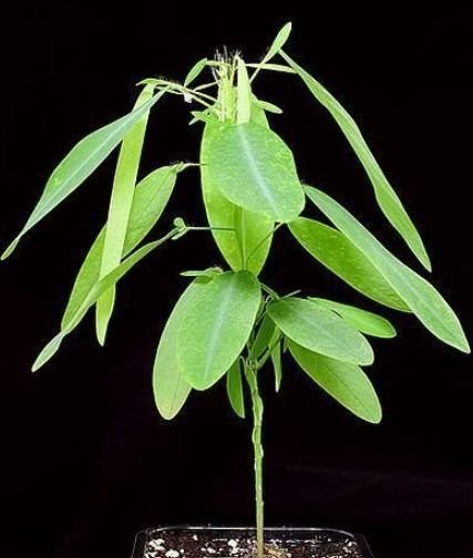 跳舞草是如何跳舞的?