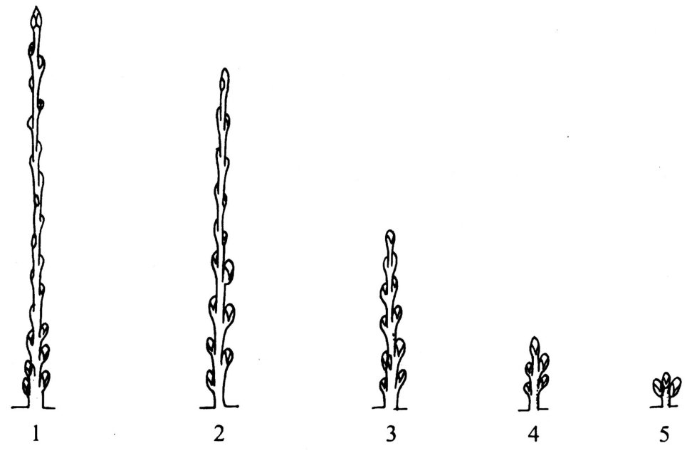 大樱桃枝有几种？各有什么特点？