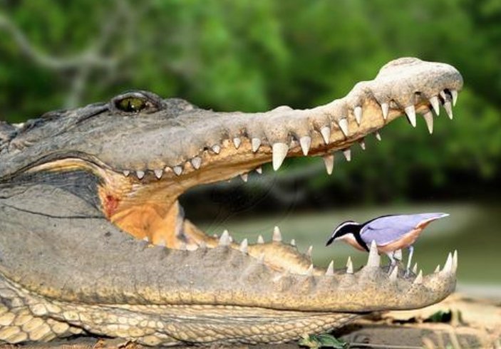 鳄鱼和牙签鸟的关系是怎样的